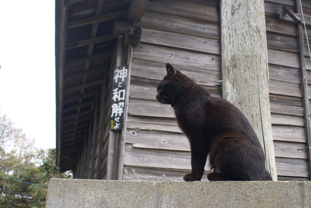 猫1