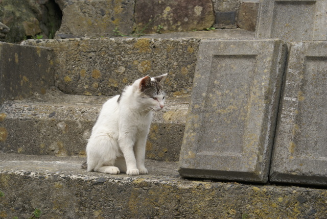 猫2