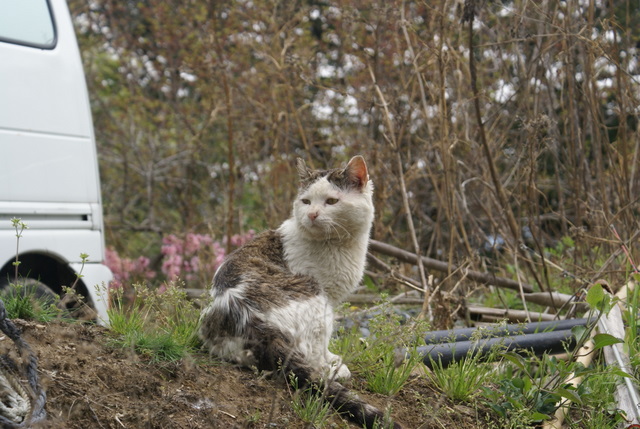 猫3