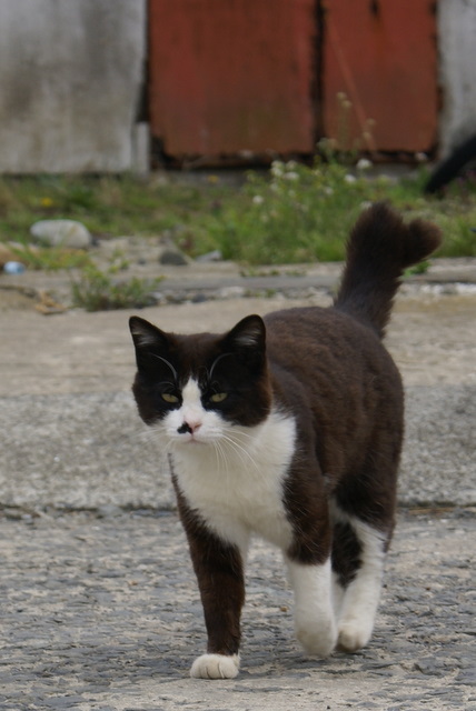 猫4