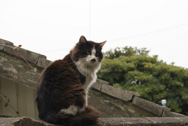 猫5
